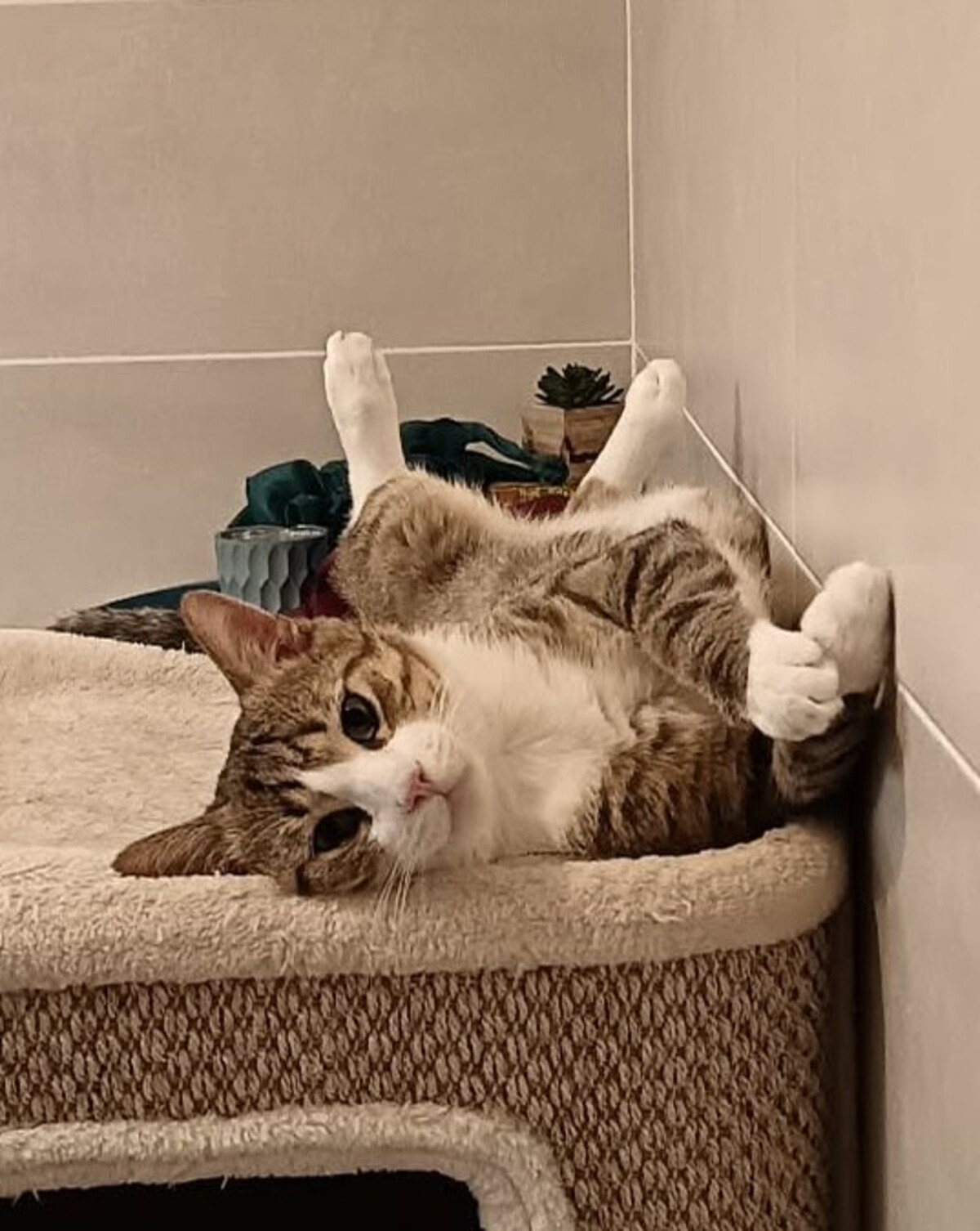 Adoption Tommy