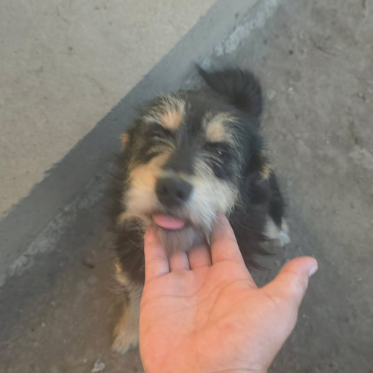 Adoption Canelle