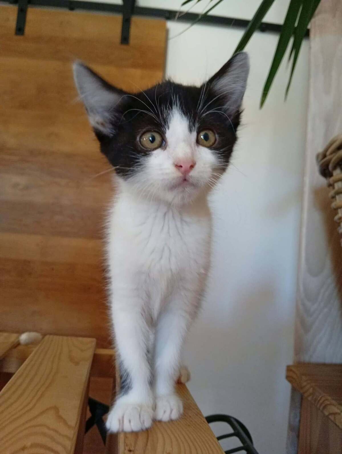 Adoption Nouny