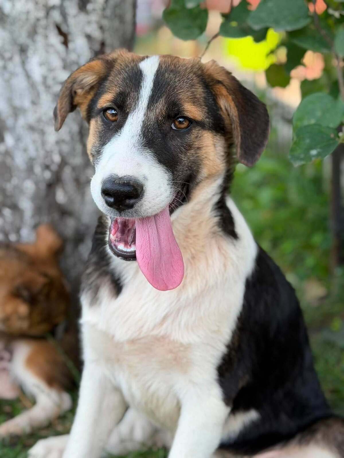 Adoption CAMELIA