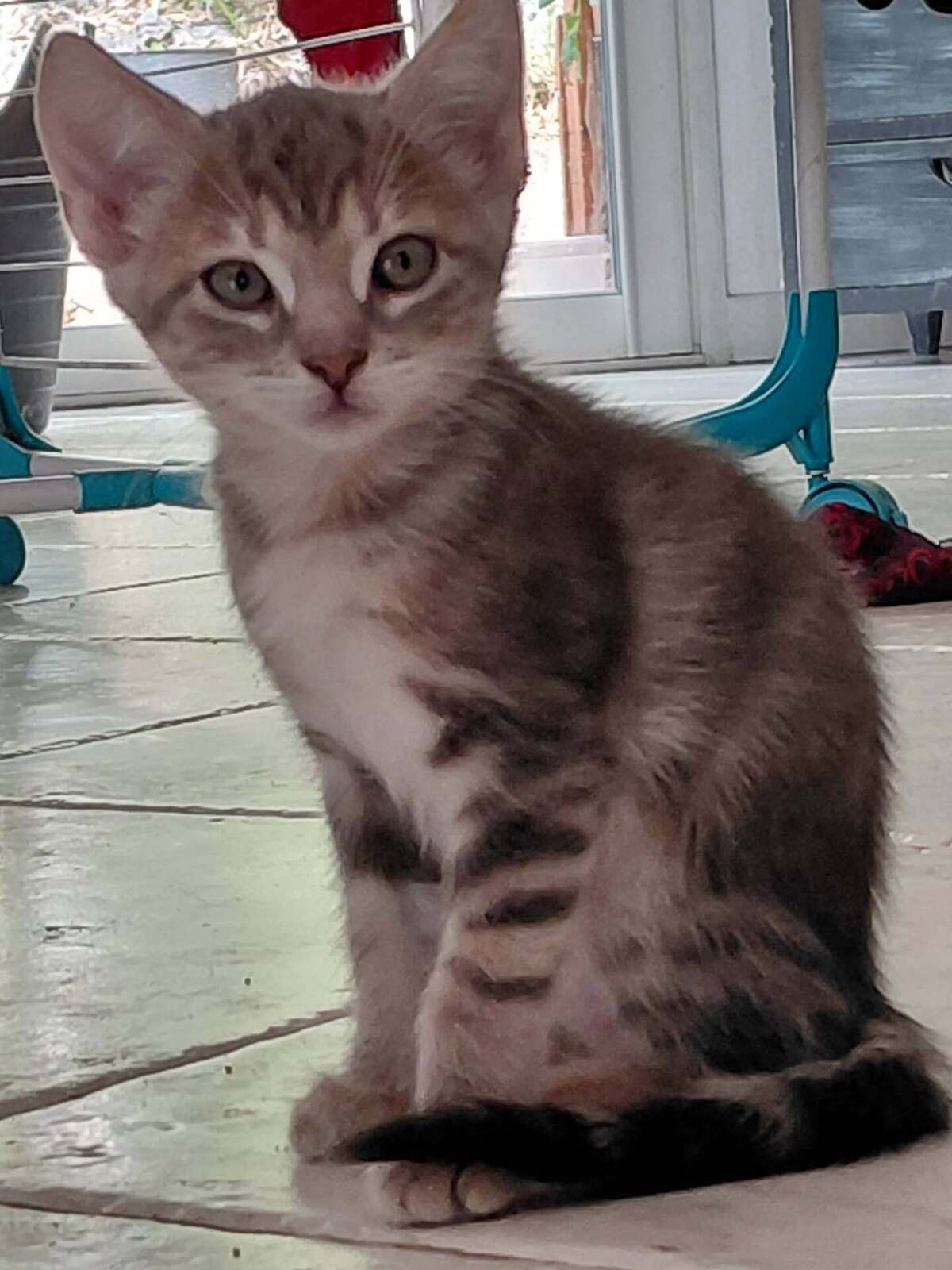 Adoption Benten