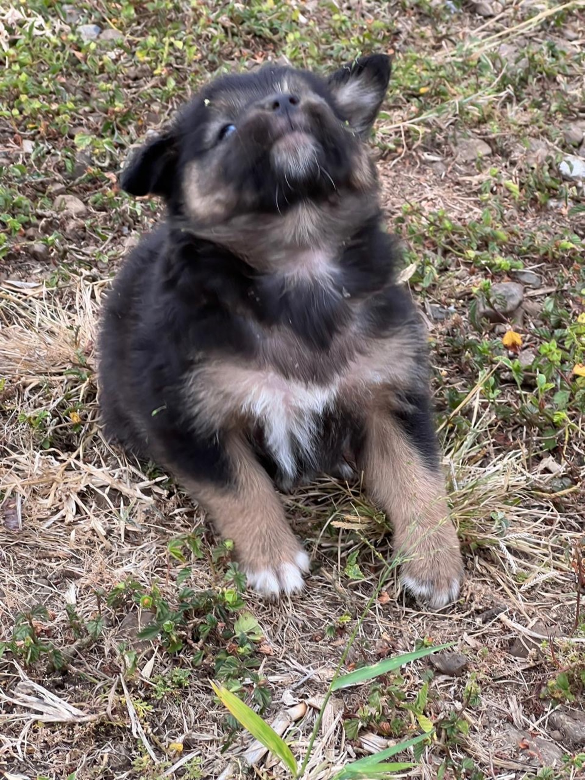 Adoption Picolo