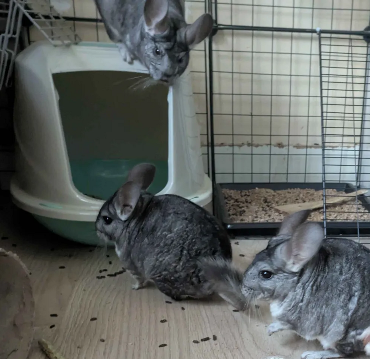 Adoption Ekoko, Huari & Kolash 