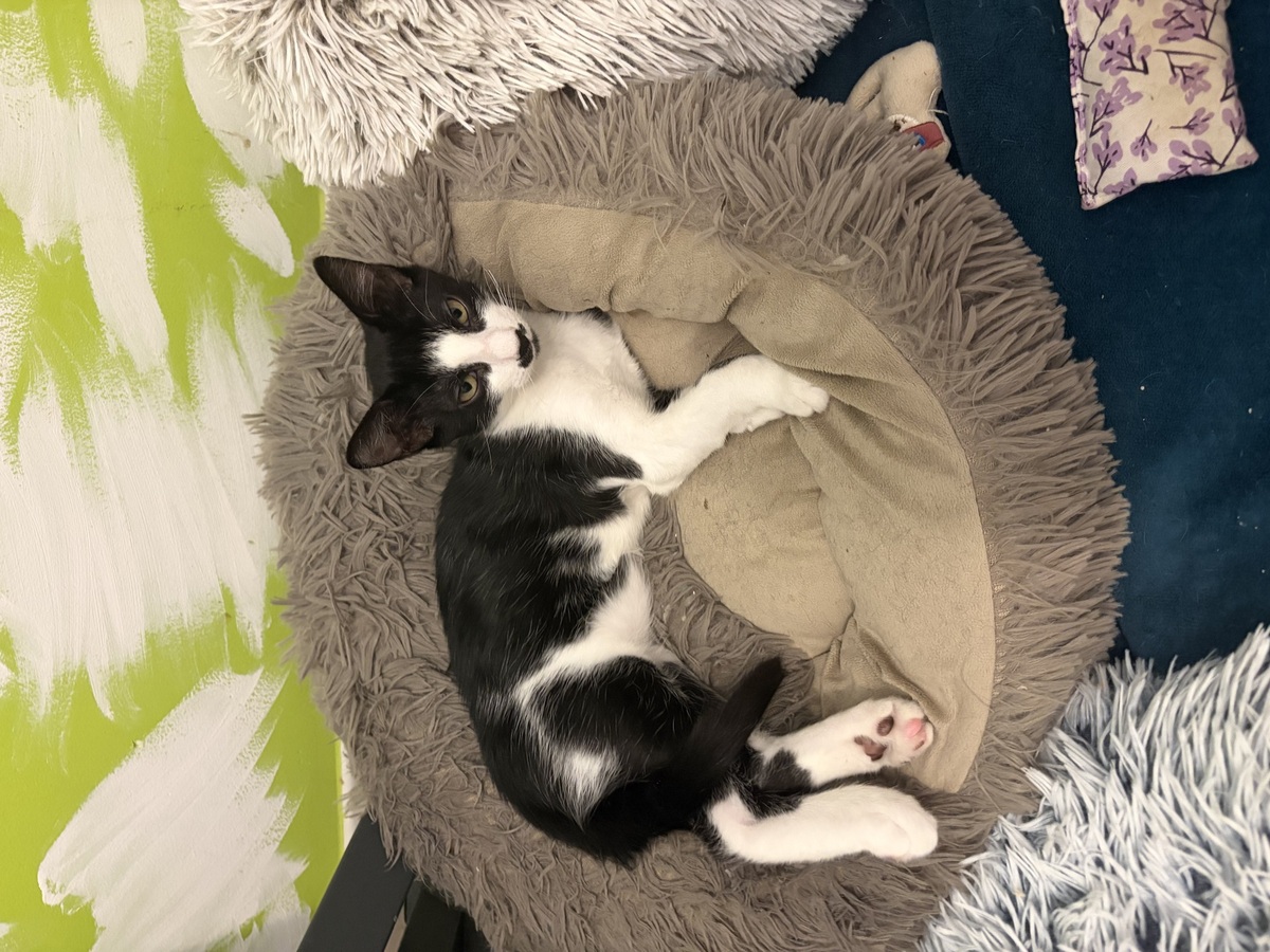 Adoption Kaito et Yasu