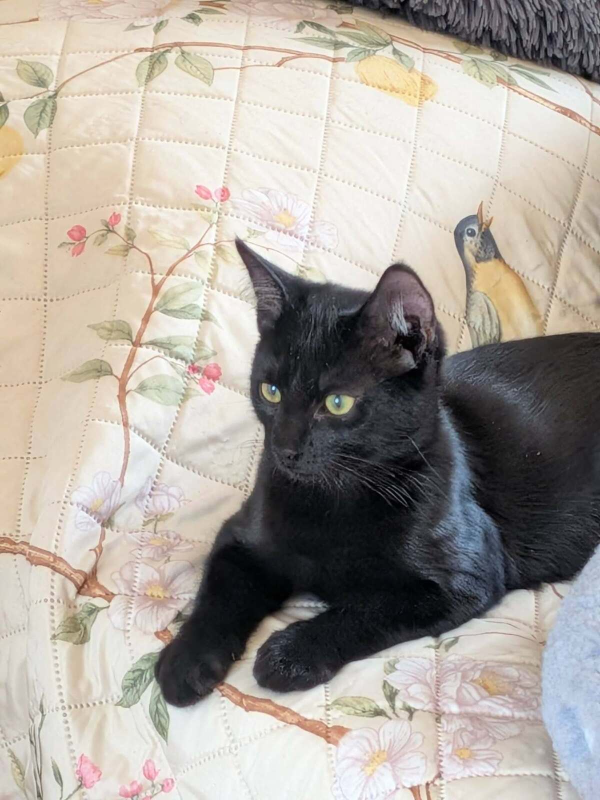Adoption BAGHERRA