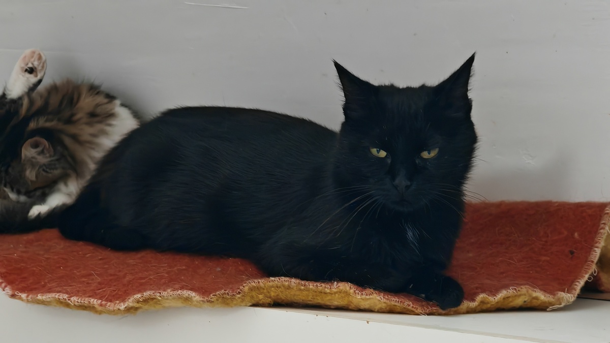 Adoption Cancoillotte 