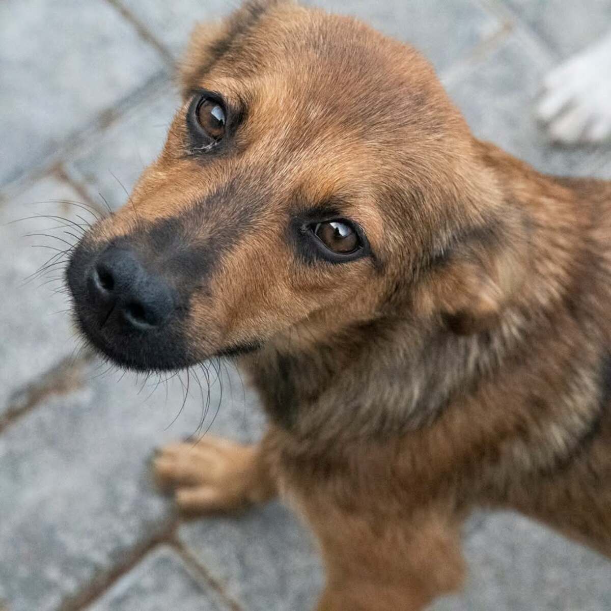Adoption Babou