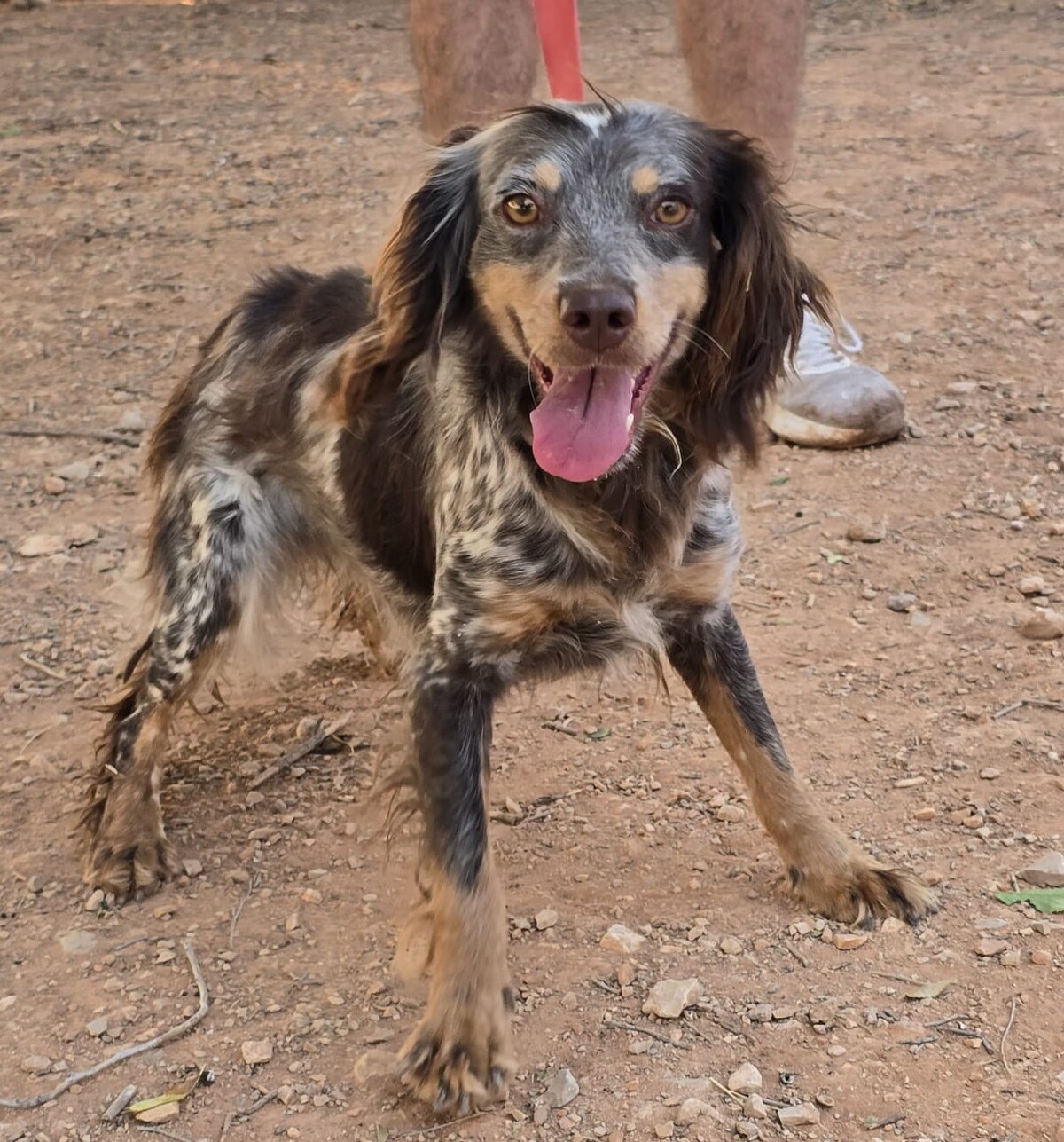 Adoption Cari