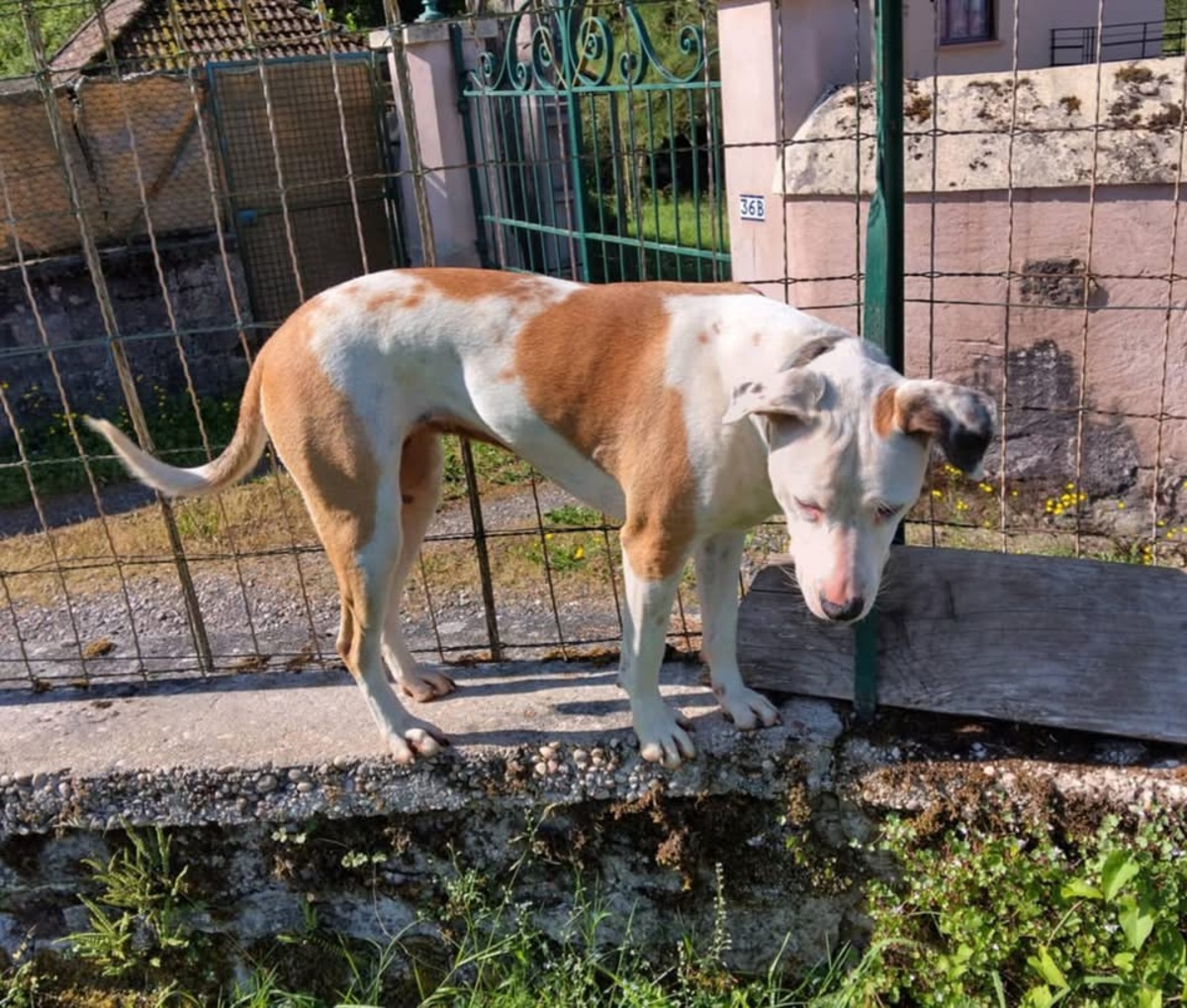 Adoption Romy