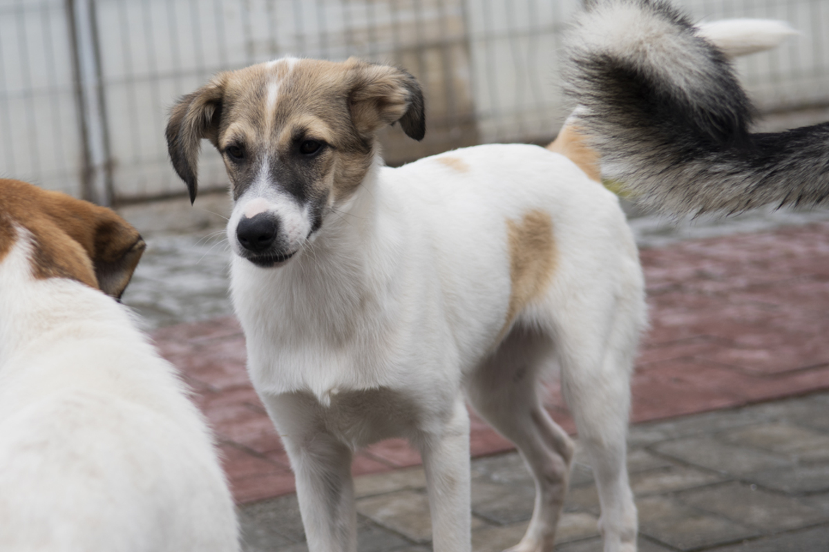 Adoption Tchoupi