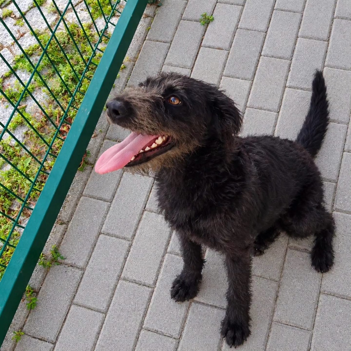 Adoption Amora
