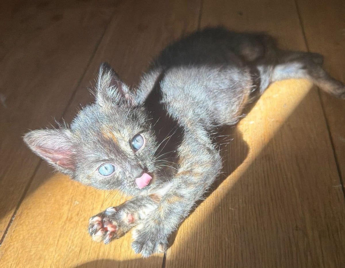 Adoption Bonnemine 
