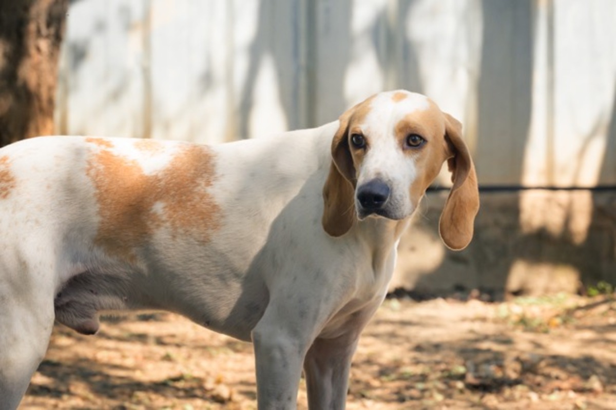 Adoption Lucky