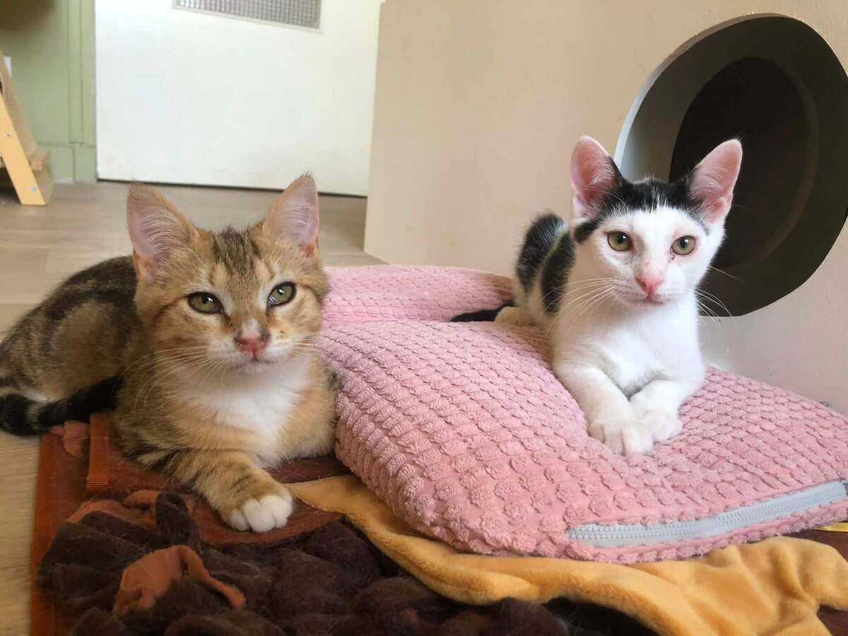 Adoption Hubble