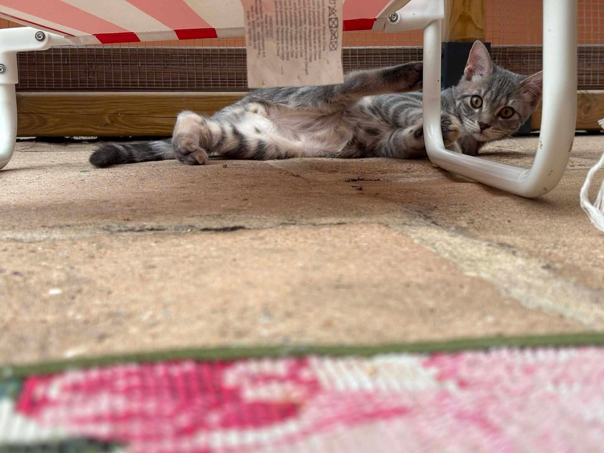 Adoption THAO