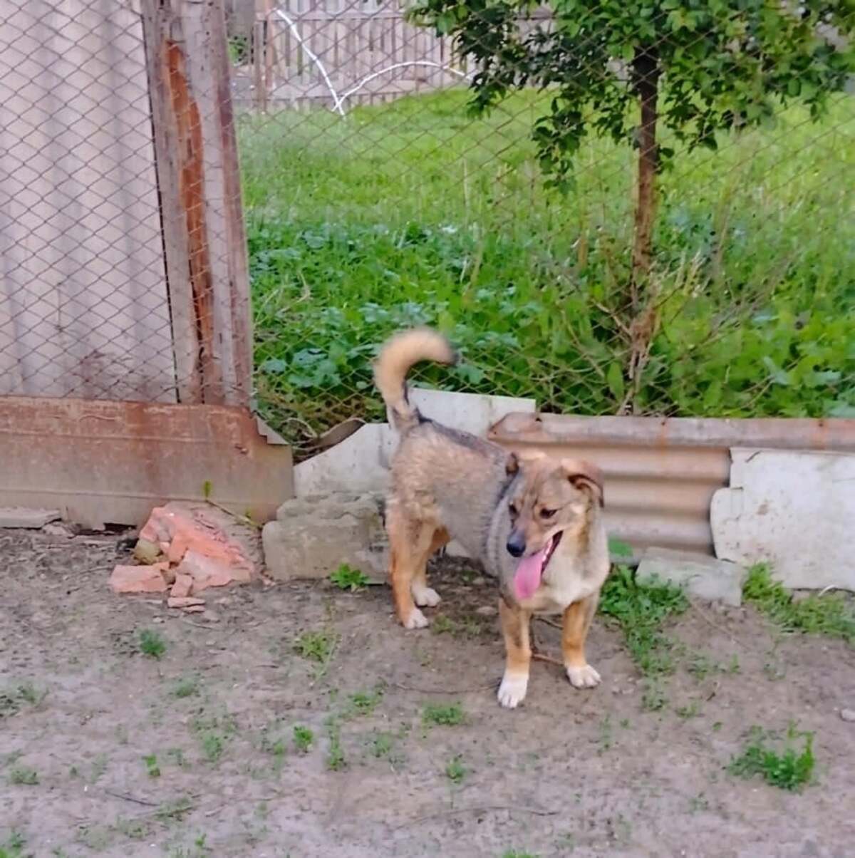 Adoption Ernesto