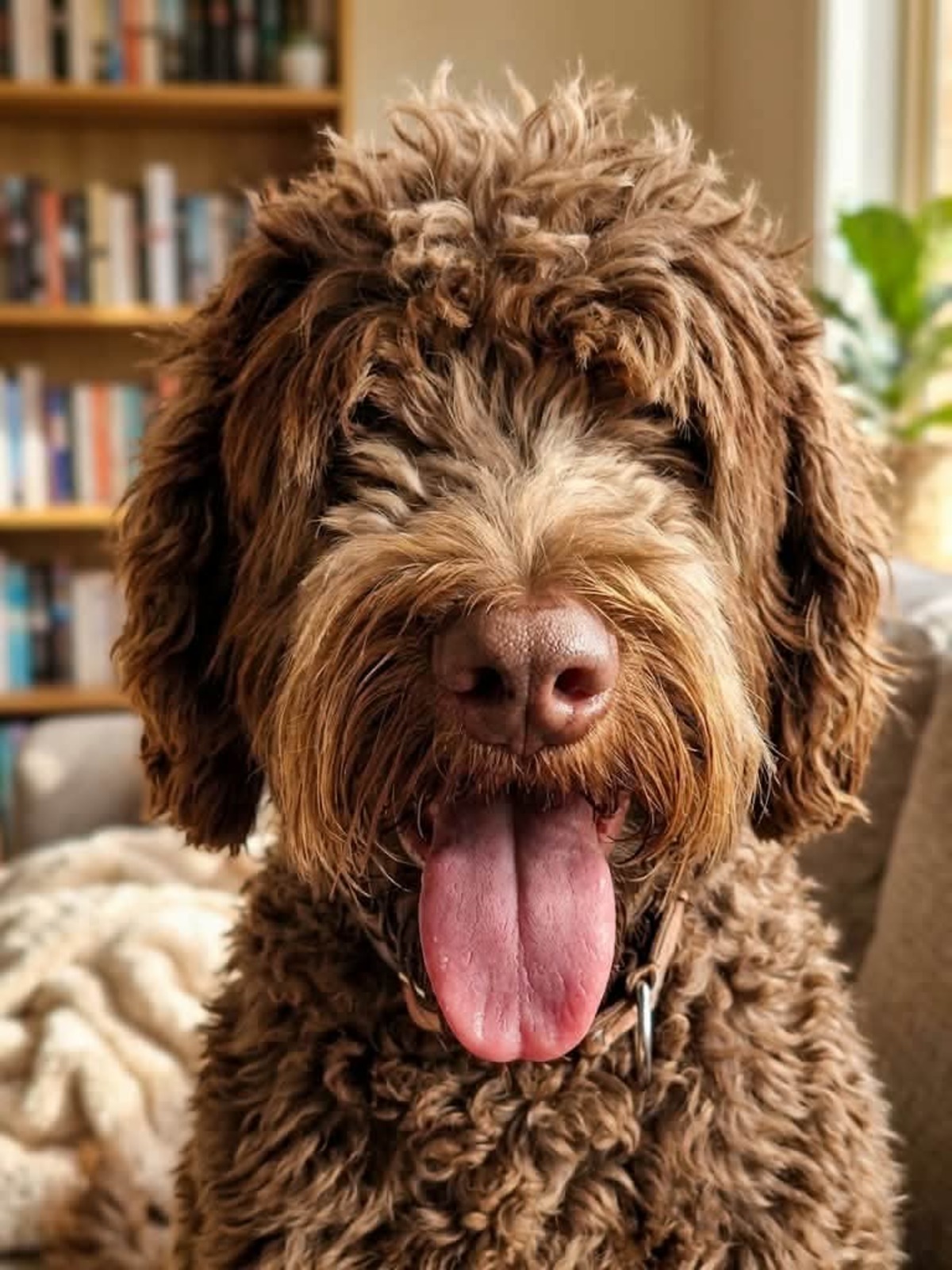 Adoption Scooby
