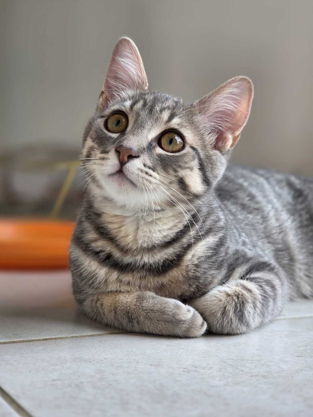 Adoption Ivar