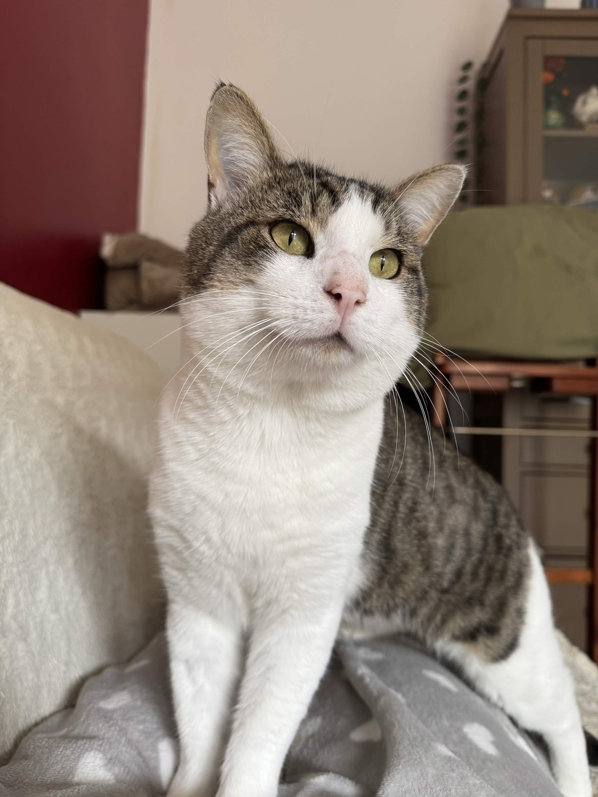 Adoption Simba