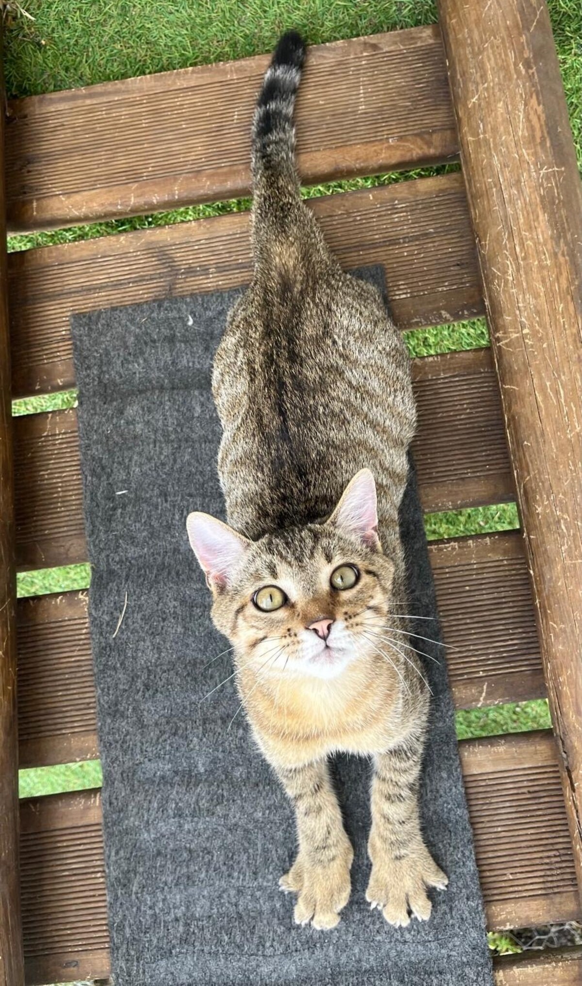 Adoption BENJI