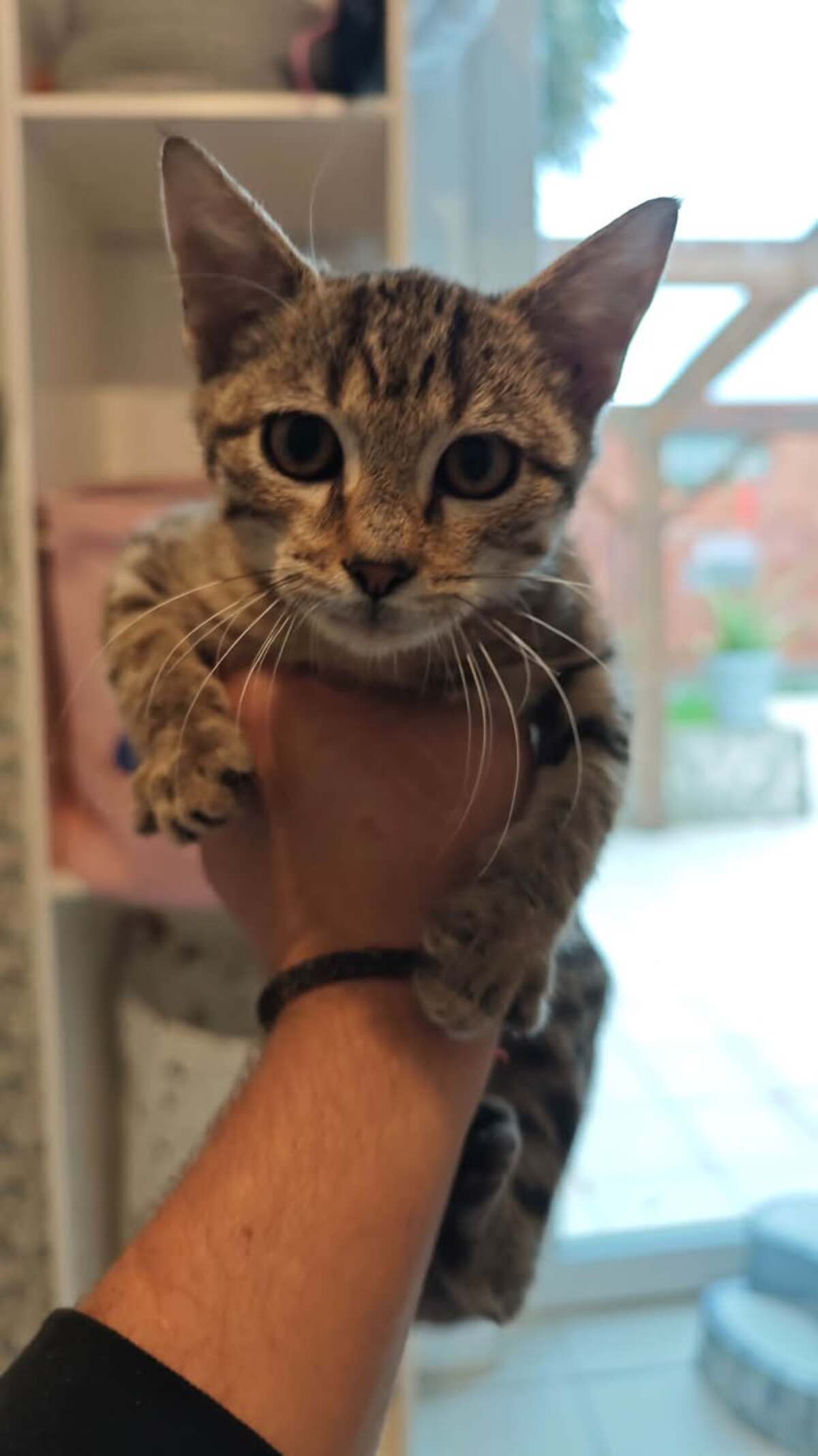 Adoption Framboise