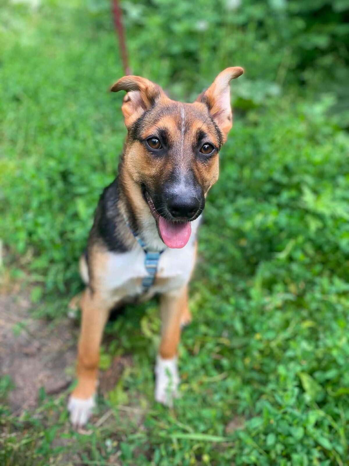Adoption Tuzik