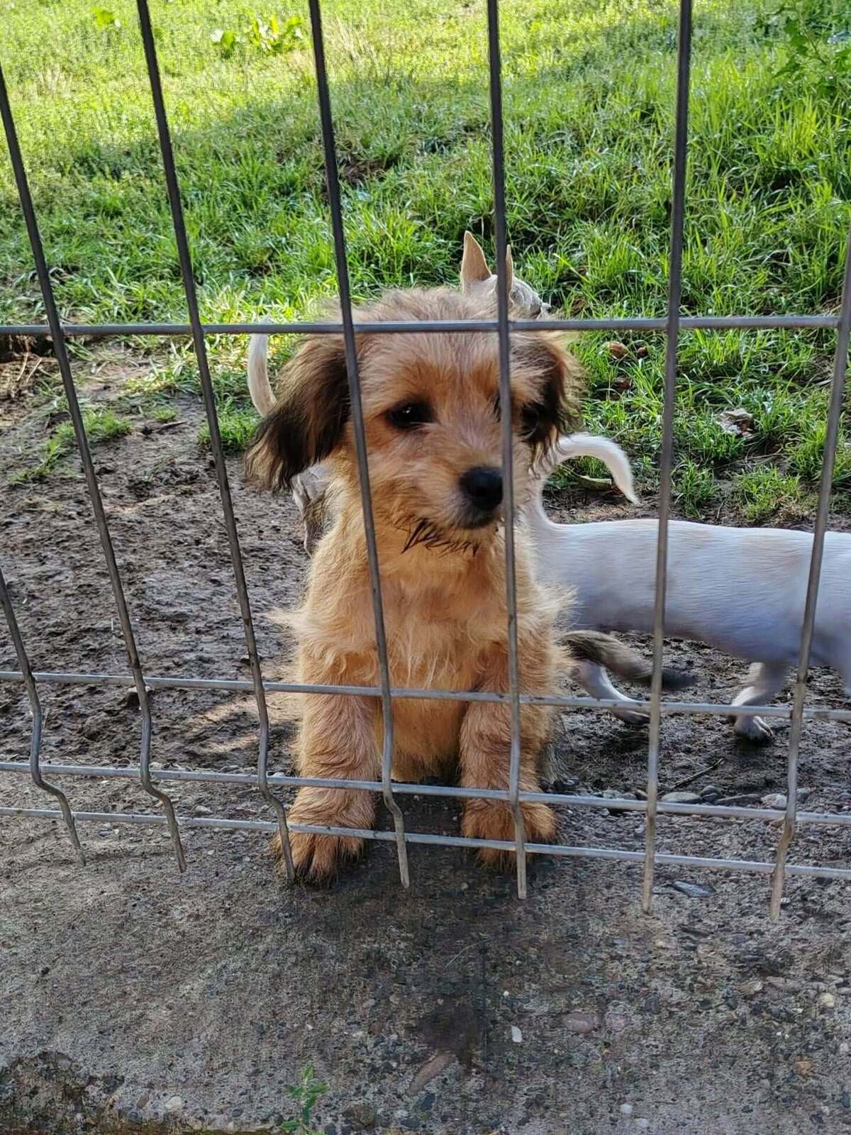 Adoption Kaiyo