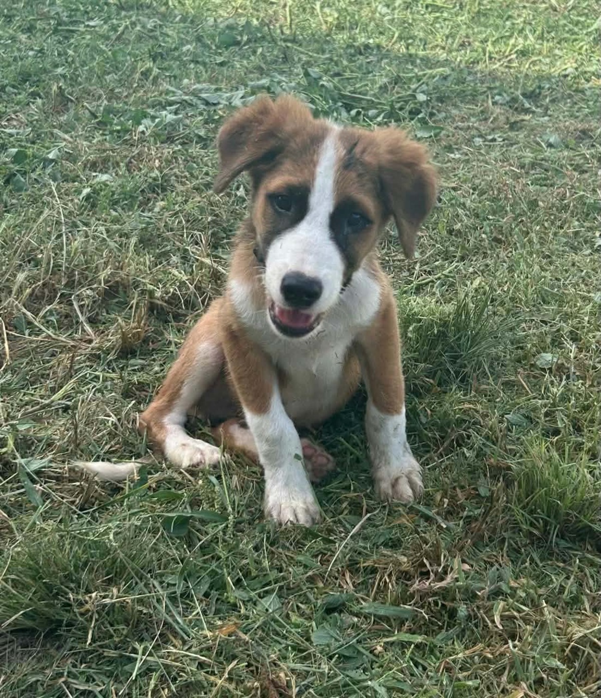 Adoption Romeo