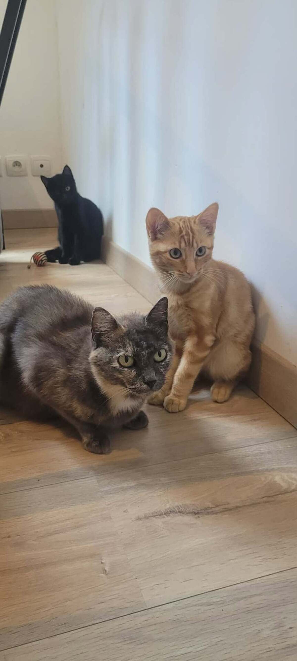 Adoption Satie