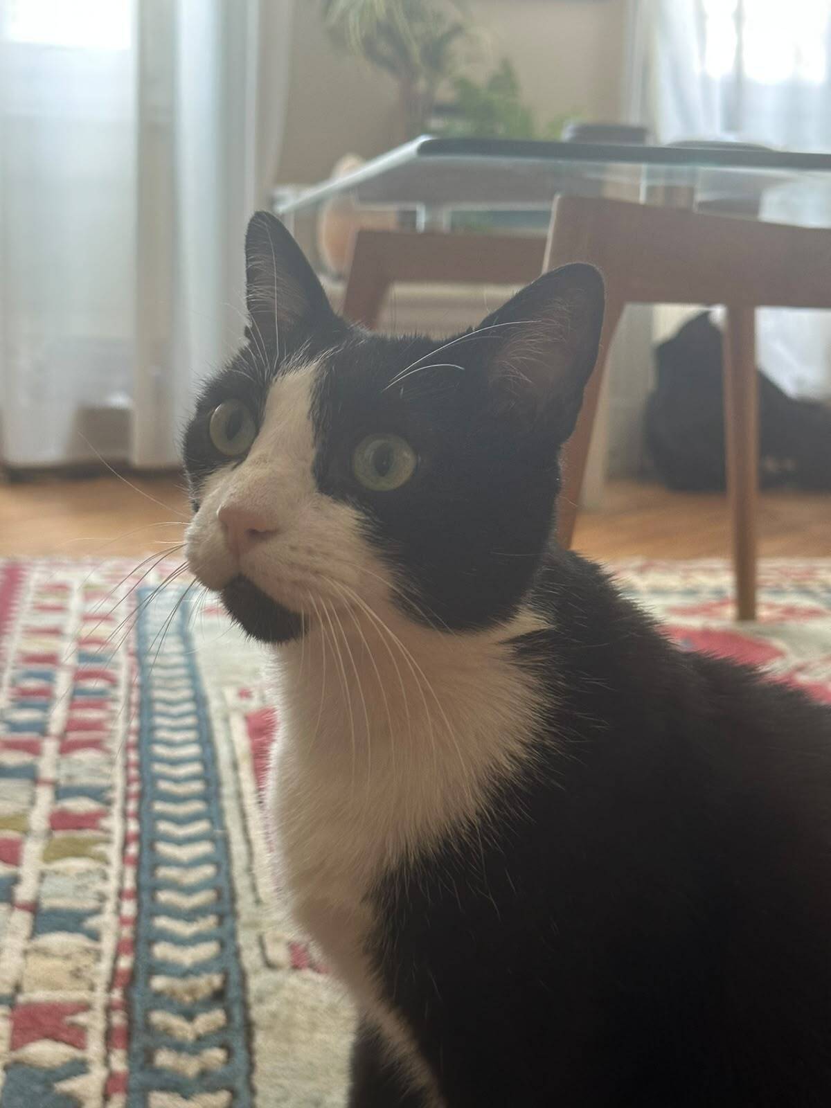 Adoption Marius