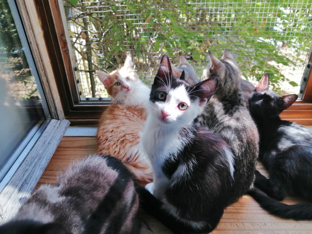 Adoption BUENO