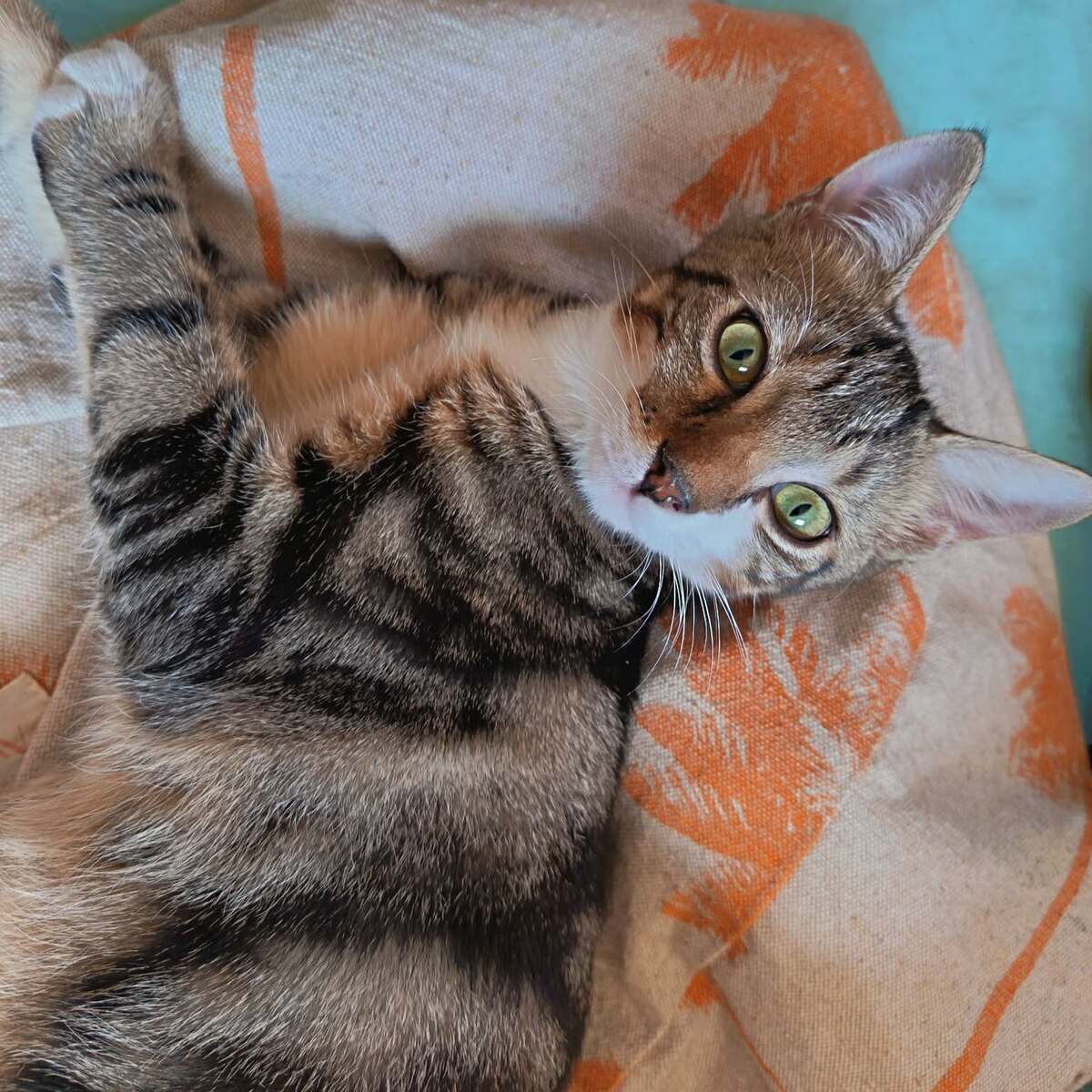 Adoption Magda