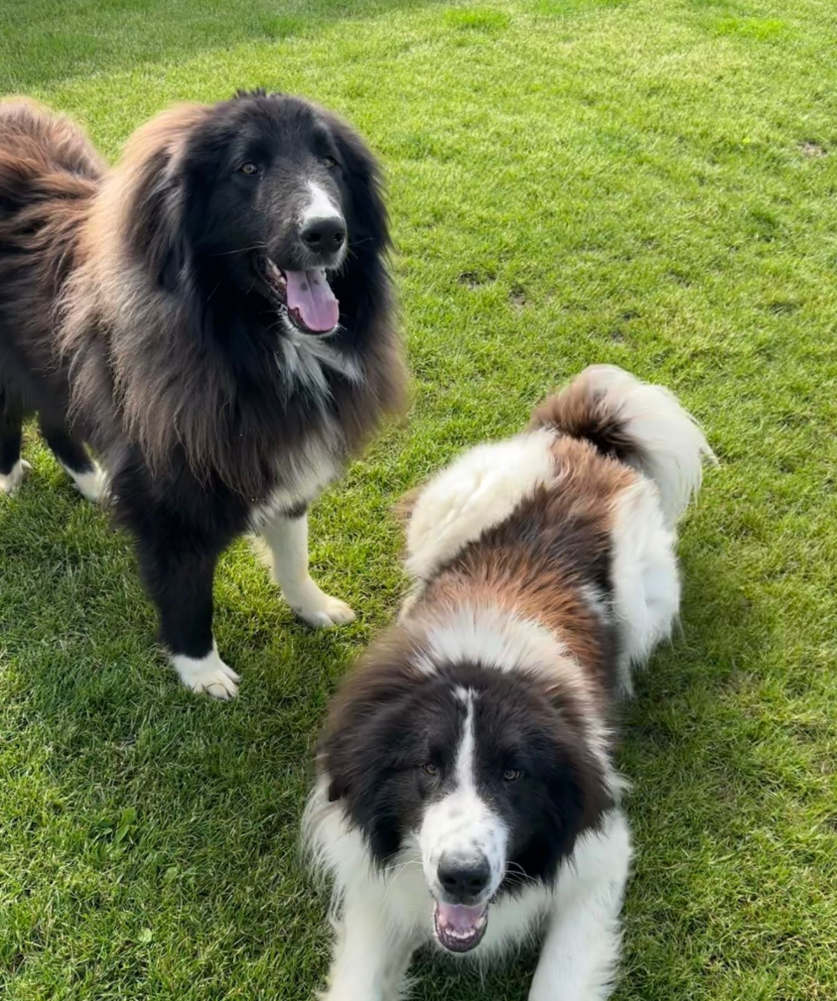 Adoption Shaggy