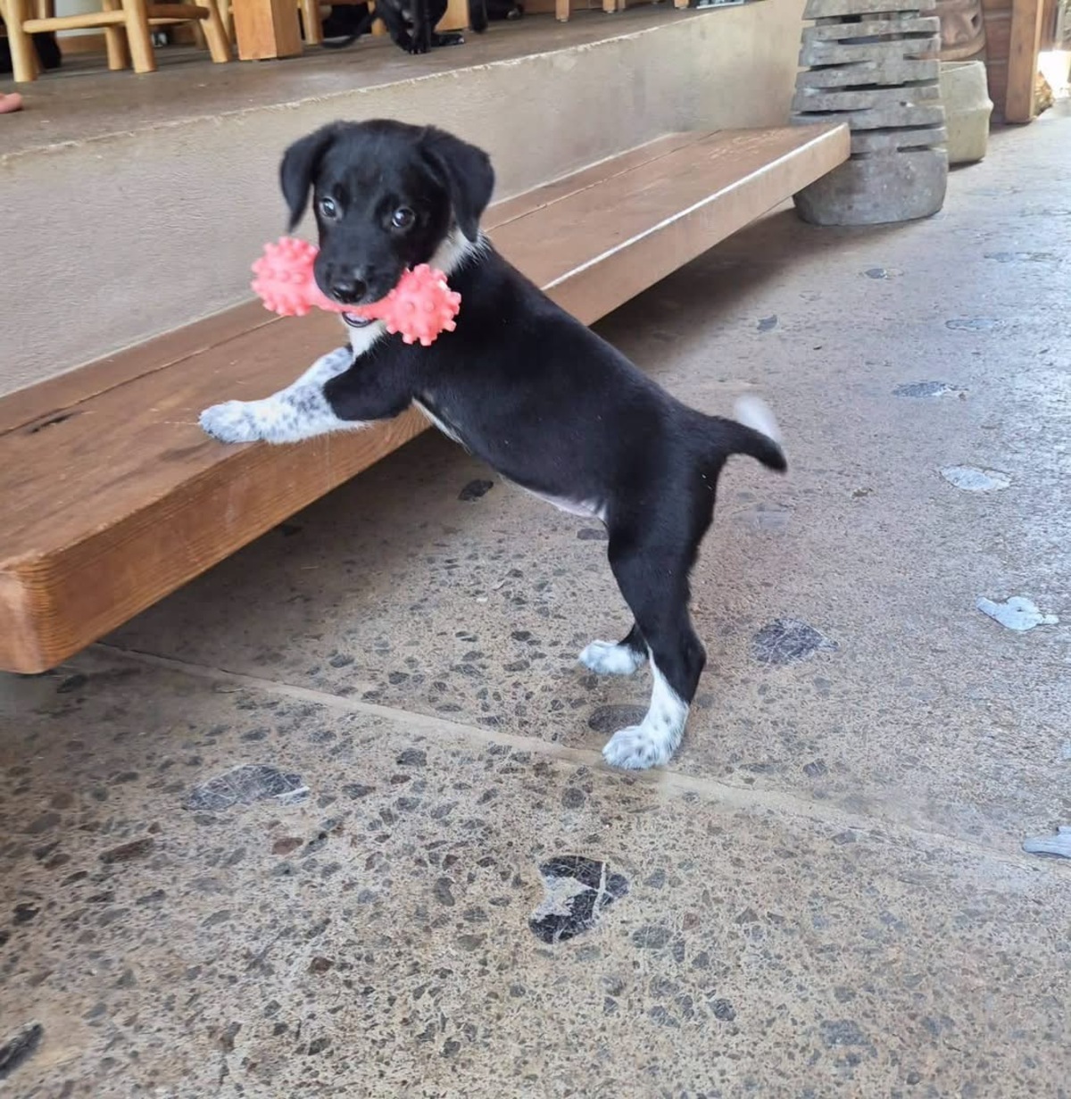 Adoption Yuka