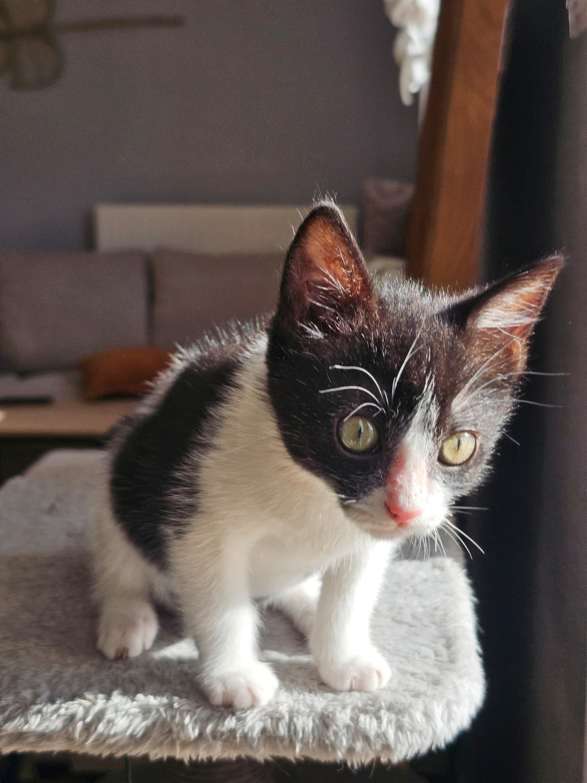 Adoption Alta
