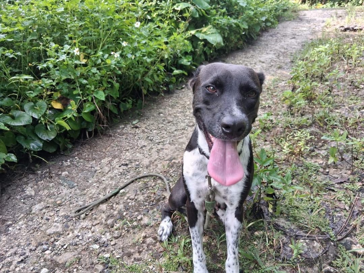 Adoption Zelie