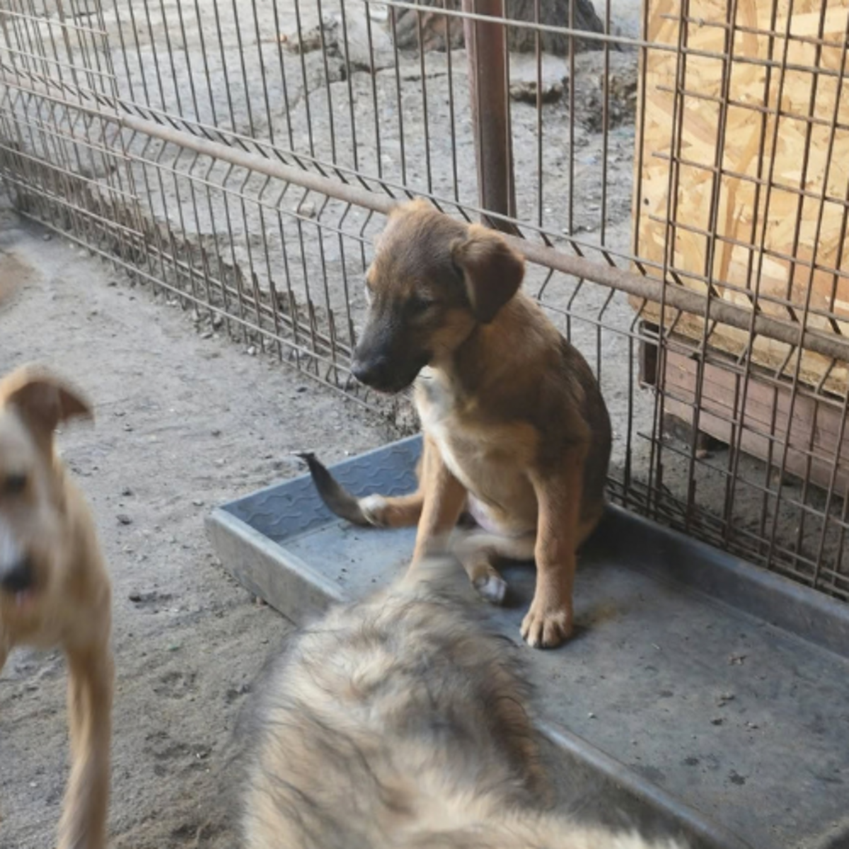 Adoption Taiss