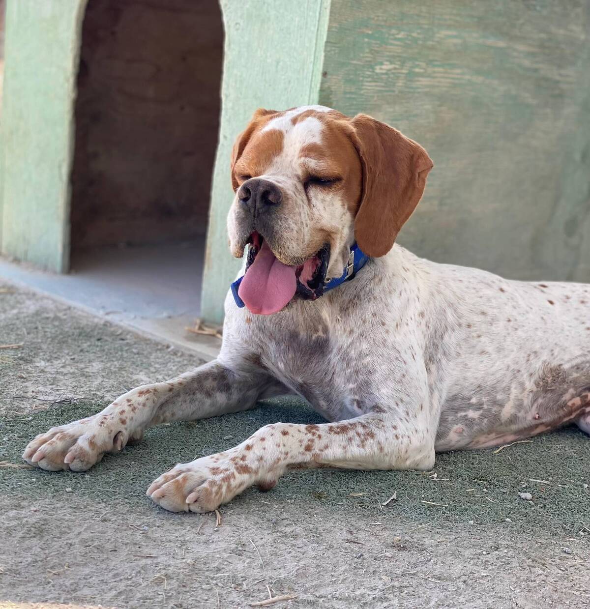 Adoption Scampy