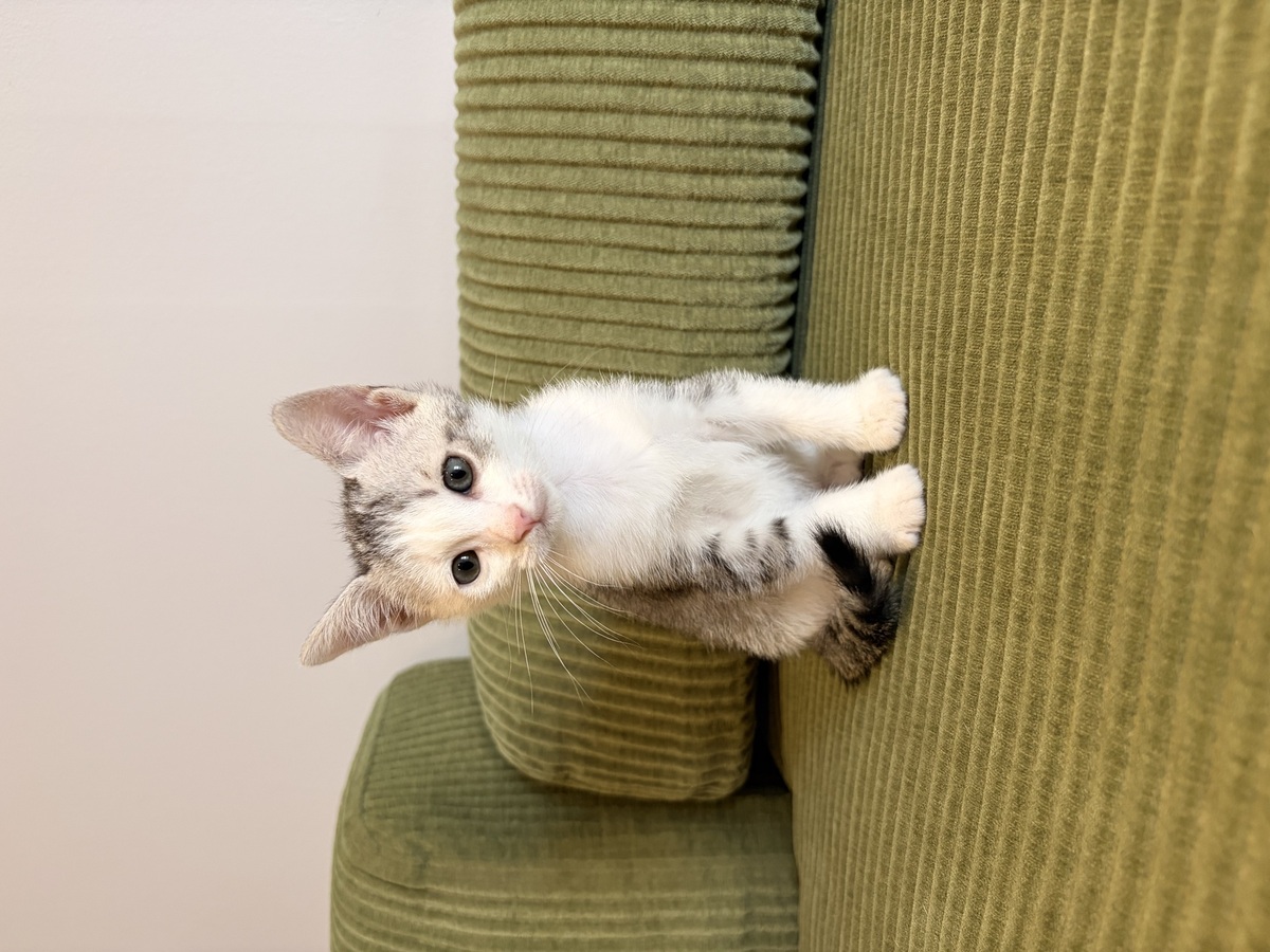 Adoption Tsuki