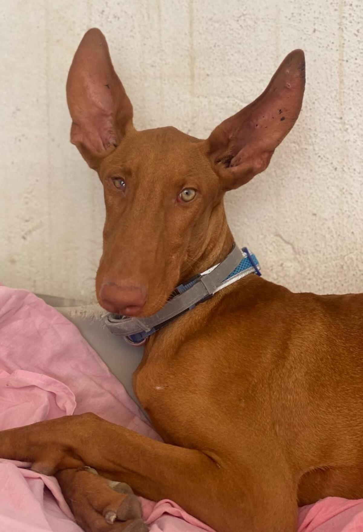 Adoption Iggy
