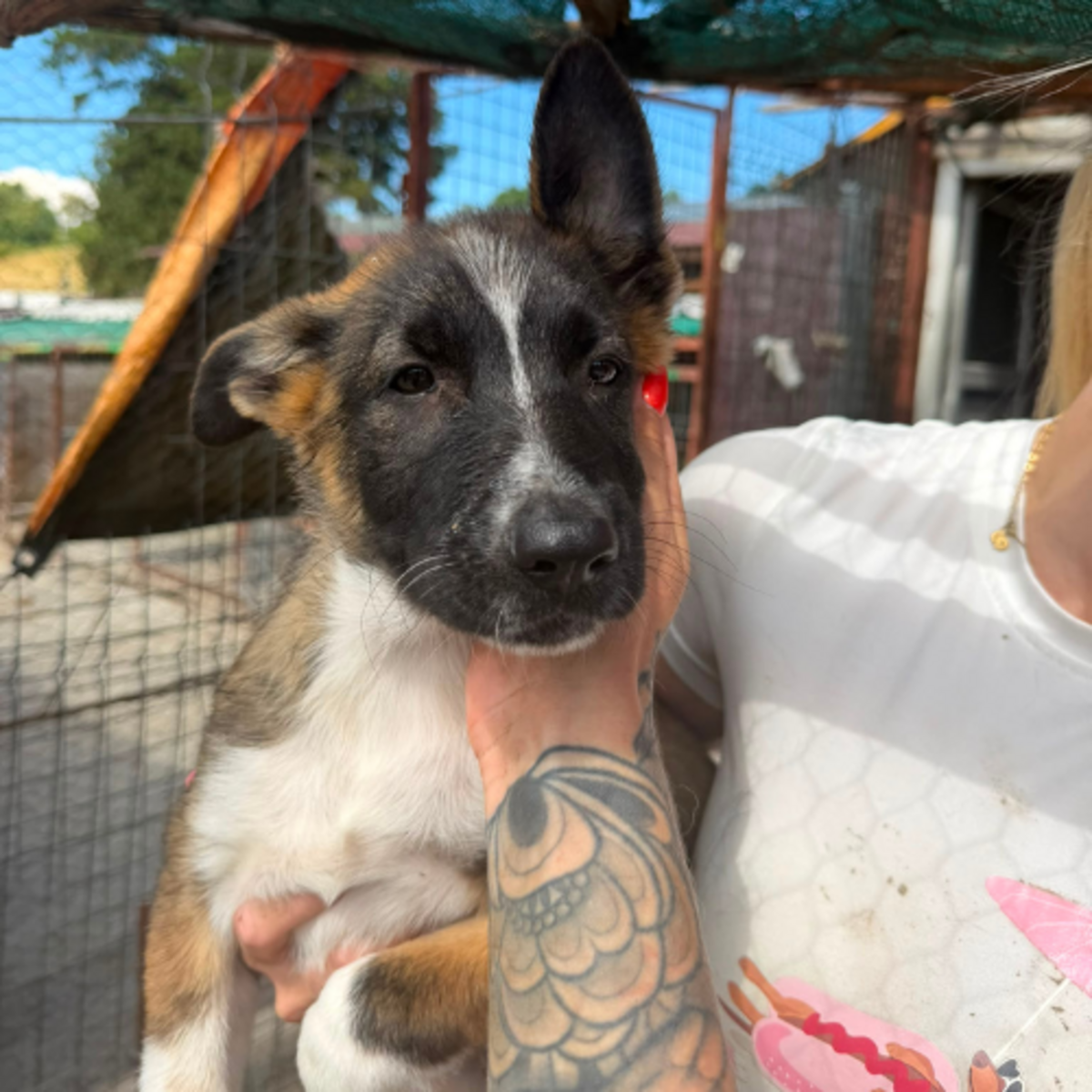 Adoption LEXIE