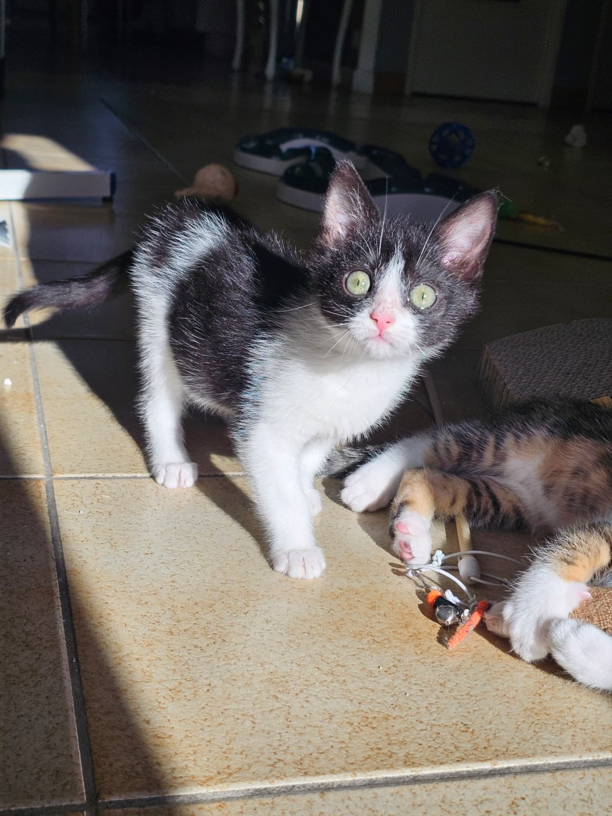 Adoption Alta