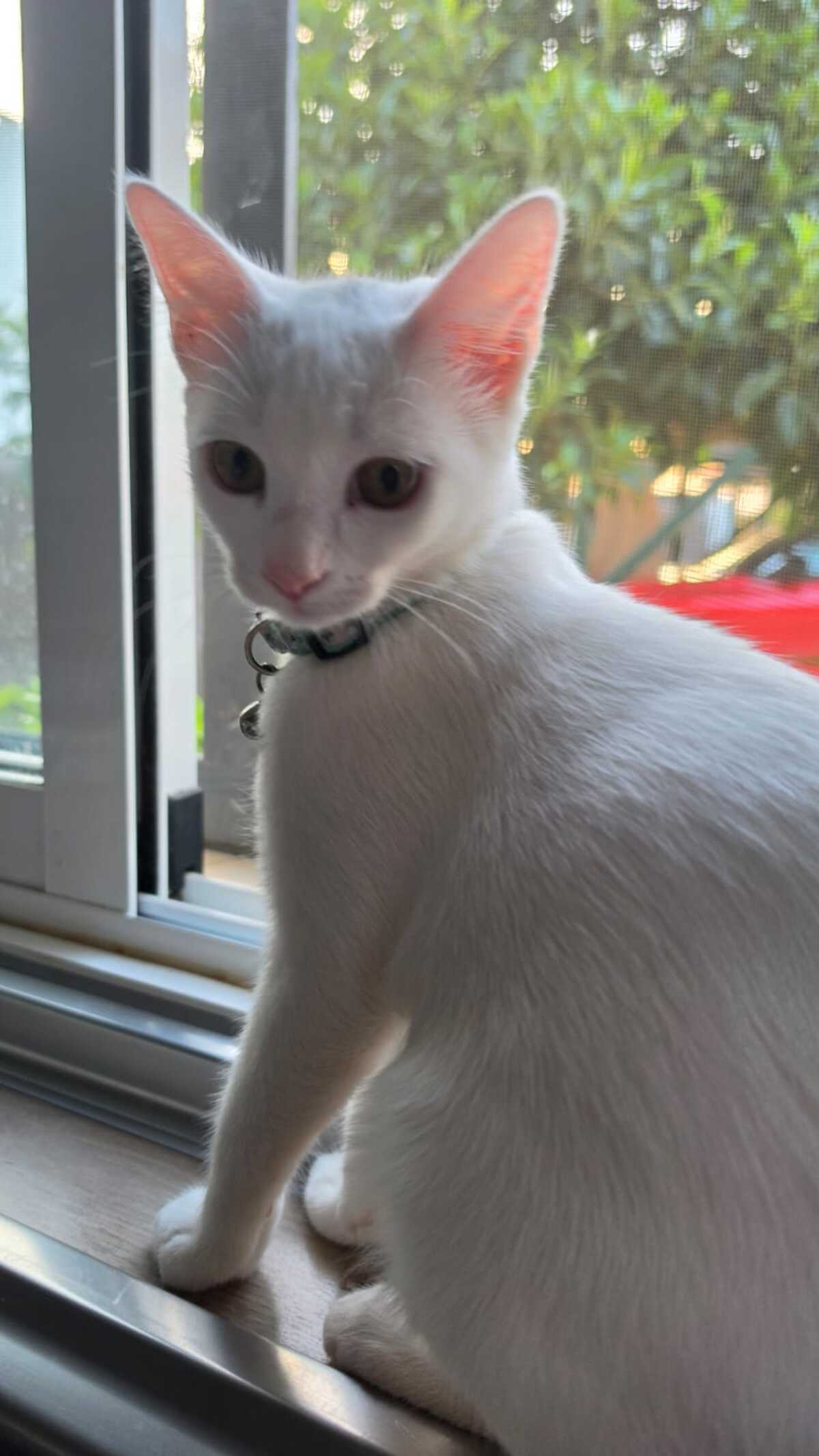 Adoption Lina