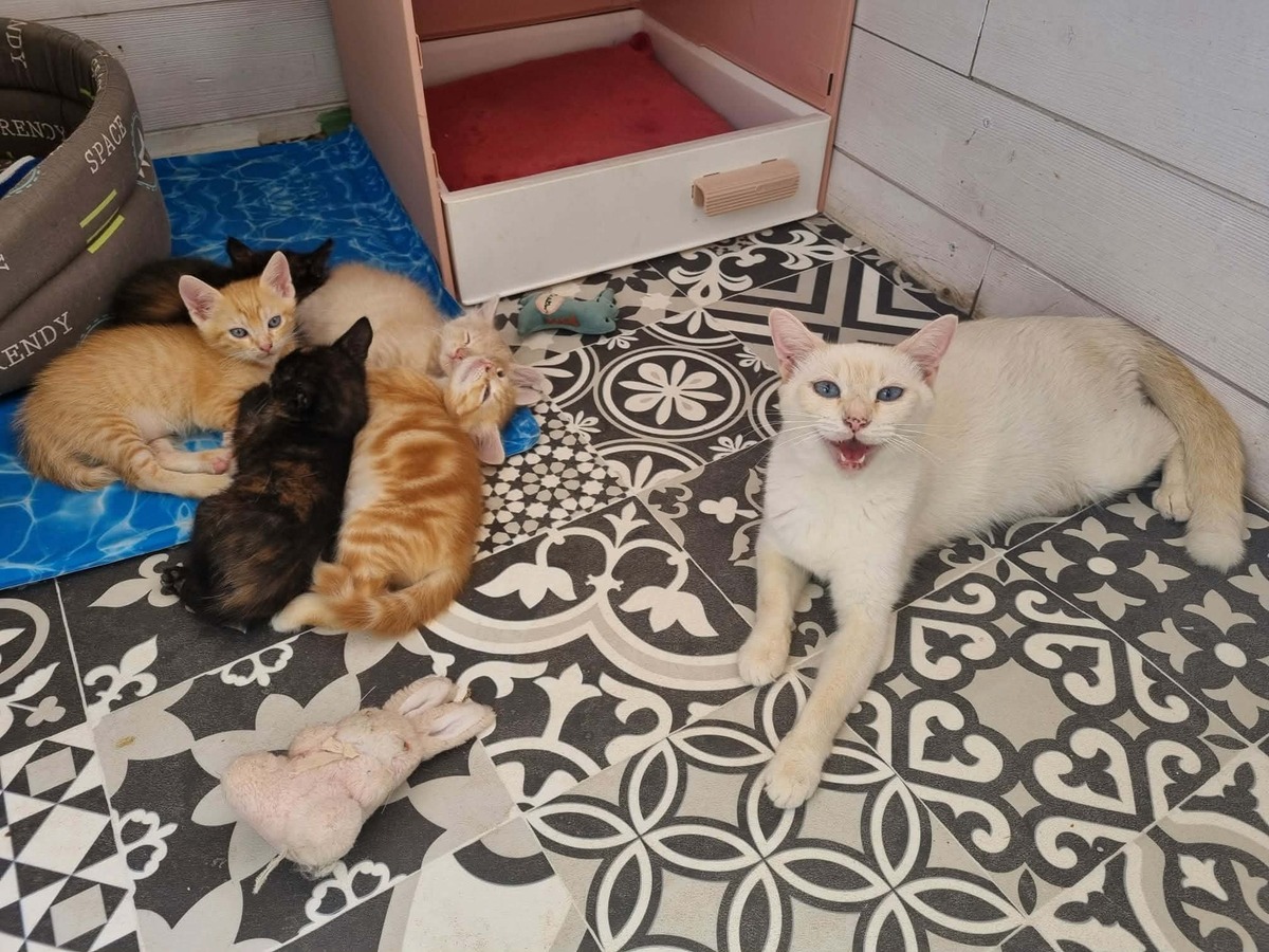 Adoption GALAXIE