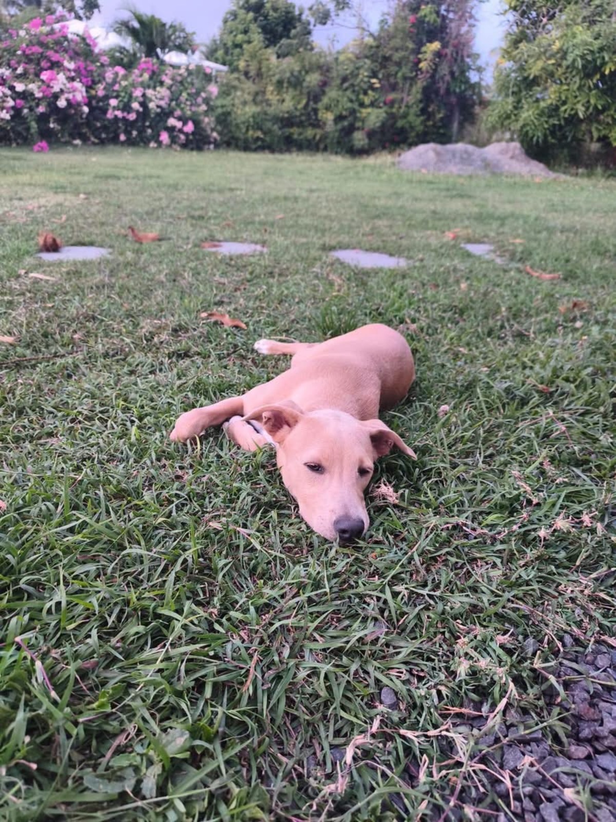 Adoption Mika
