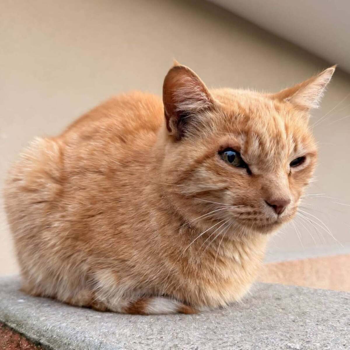Adoption Mirtille 