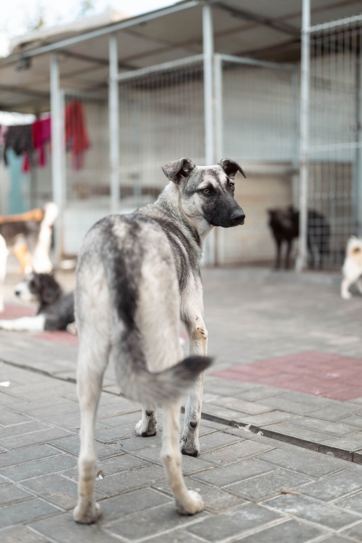 Adoption Zazie