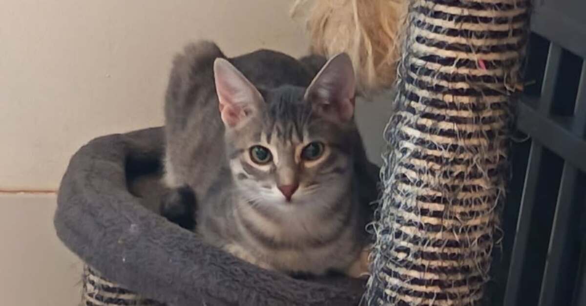 Adoption Monty