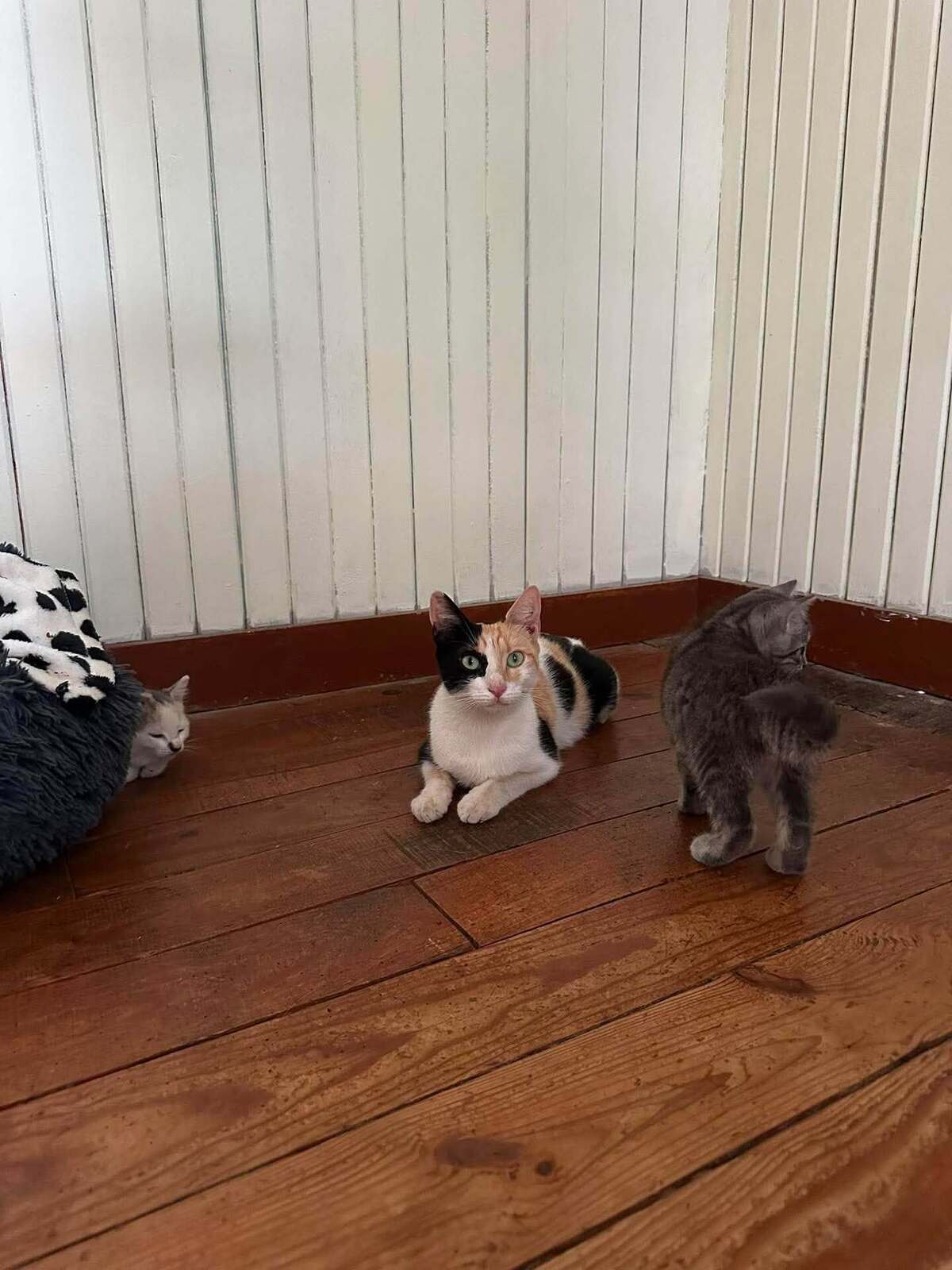 Adoption Milky