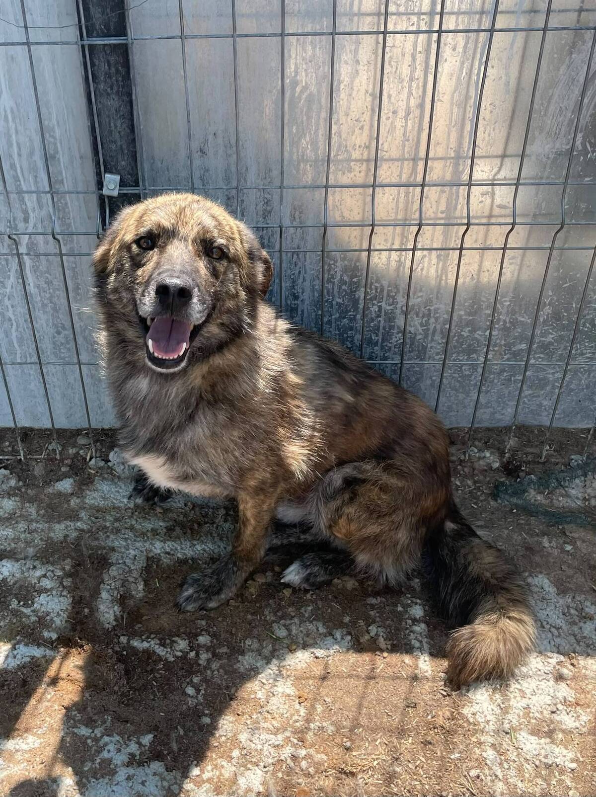 Adoption Flavio